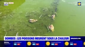 Ain: l'inquiétude des pisciculteurs de la Dombes face aux fortes chaleurs