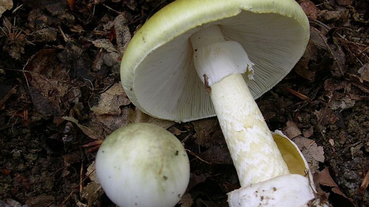 Une amanite phalloïde Une amanite phalloïde