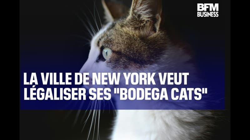 La ville de New York veut légaliser ses "bodega cats"