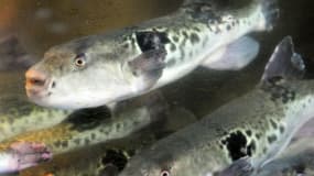 Des poissons fugu dans un aquarium d'un restaurant japonais, le 5 juin 2012 à Tokyo