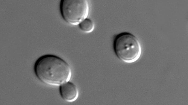 Vue au microscope de cellules de saccharomyces cerevisiae.