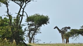Une girafe dans la réserve nationale du Masaï Mara, au Kenya, le 23 juin 2020