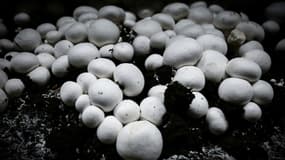 Des champignons cultivés à Parentis-en-Born, dans les Landes, chez "Cabane & Compagnie", le 18 mars 2024.