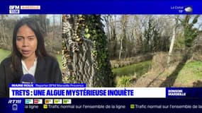Trets: une algue mystérieuse recouvre la rivière de l'Arc et inquiète