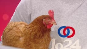 Guirec Soudée témoigne de son périple avec "Monique", sa poule