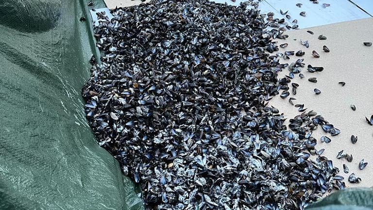 Dès vendredi soir, des tas de coquilles de moules ont commencé à se former à l'extérieur des restaurants. Dès vendredi soir, des tas de coquilles de moules ont commencé à se former à l'extérieur des restaurants.