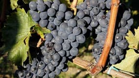 Le vignoble du Beaujolais, qui est l'un des derniers de France, avec celui de Champagne, à ramasser son raisin à la main, a lancé une vaste campagne de recrutement de quelque 50.000 vendangeurs du monde entier. Les vendanges devraient commencer dès la mi-