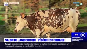 Salon de l'agriculture: l'égérie de la 60e édition est une vache normande