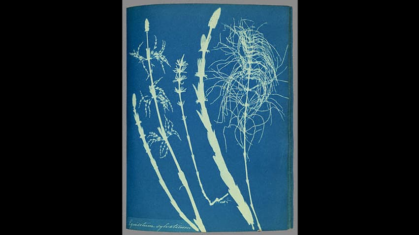 Photogramme par cyanotype d'Anna Atkins.