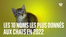  Le top 10 des noms le plus donnés aux chats en 2022