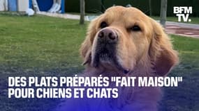 TANGUY DE BFM - Vers la fin des croquettes pour chiens et chats? Plusieurs nouveaux acteurs proposent désormais du "fait maison"