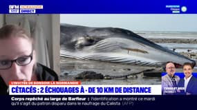 "Une mauvaise surprise": deux cétacés échoués à moins de 10 kilomètres en Seine-Maritime