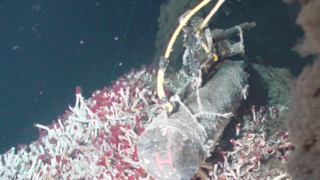 La vie pullule autour des fumeurs blancs ou noirs.