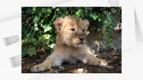 L'une des deux lionnes du zoo de Thoiry nées à l'été 2023 et dont le nom va être choisi par les internautes