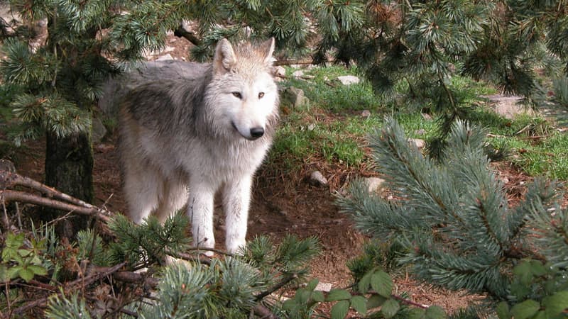 Des agriculteurs de Lozère dénoncent les attaques de loups contre leurs troupeaux.
