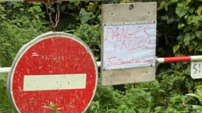 Des frelons asiatiques attaquent des randonneurs en Bretagne: une femme de 77 ans décède