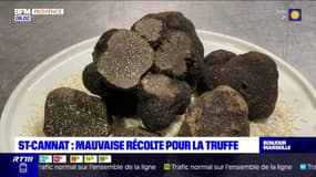 Saint-Cannat: une récolte particulièrement pauvre pour les truffes en 2022