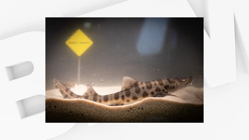 Un requin-léopard.