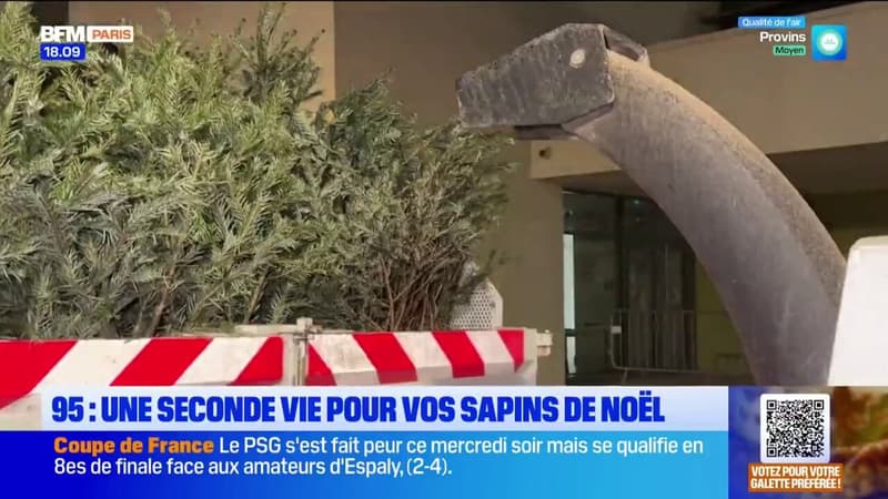 Persan: une seconde vie pour les sapins de Noël