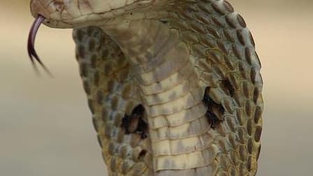 Le venin du cobra monocle peut tuer un adulte en six heures...