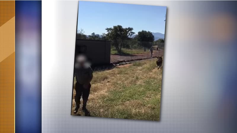 Cette image extraite de la vidéo de l'attaque montre le lion en train de courir après sa victime. 