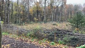 De nouvelles essences doivent être plantées à la place des arbres coupés dans le bois de Vincennes.