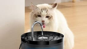 Vente flash Amazon : cette fontaine à eau pour animaux est sûrement la meilleure promo du jour