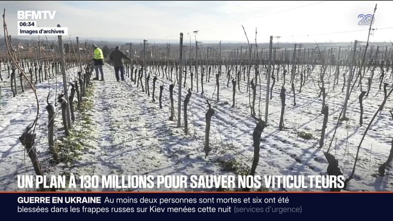 Aléas climatiques: un plan à 130 millions d'euros annoncé pour venir en aide aux viticulteurs