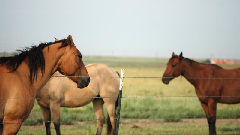 Quelques chevaux (Photo d'illustration).