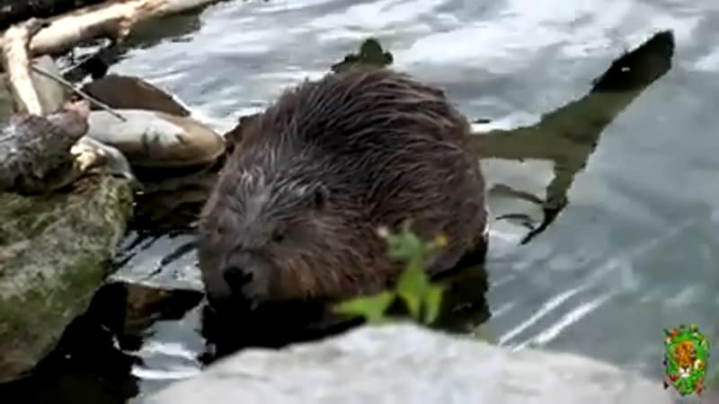 Le castor européen. (photo d'illustration)