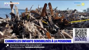 Cannes: des ateliers pour sensibiliser les enfants à la posidonie