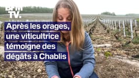  Après les orages, une viticultrice témoigne des dégâts à Chablis 