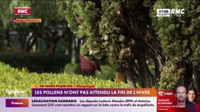 Les pollens n'ont pas attendu la fin de l'hiver 