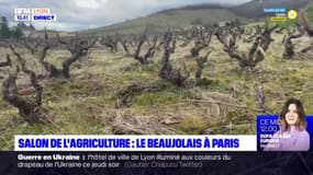 Salon de l'agriculture: le Beaujolais monte à Paris
