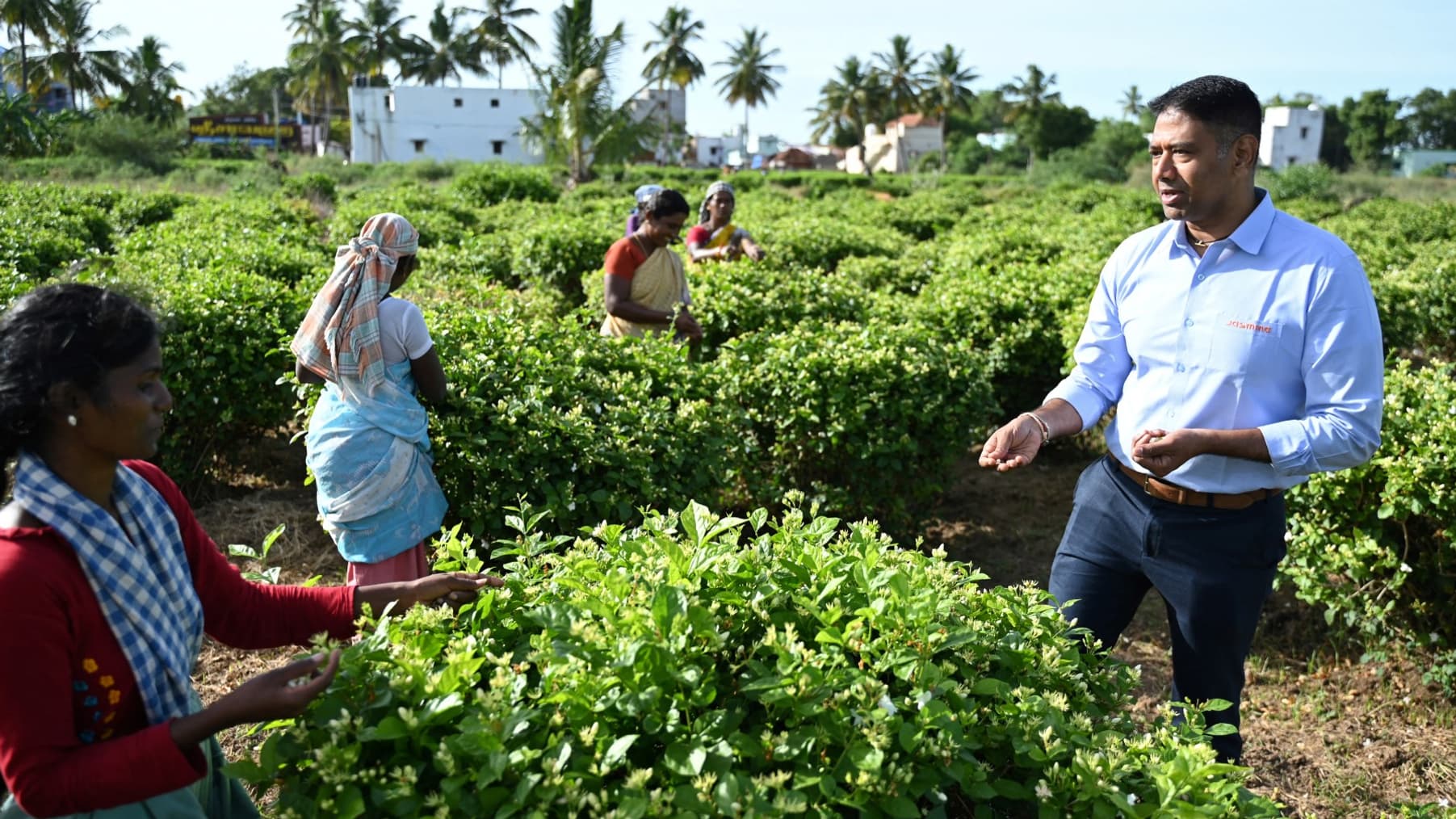Récolte de Jasmin en Inde 