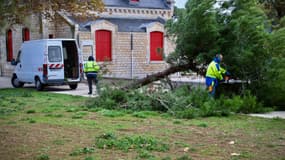 Un arbre arraché lors du passage de la tempête Ciaran à La Rochelle (Charente-Maritime), le 2 novembre 2023.