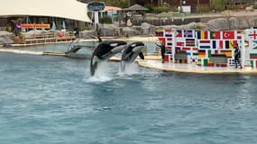 Le dernier spectacle des cétacés à Marineland à Antibes (Alpes-Maritimes) le dimanche 5 janvier 2025.