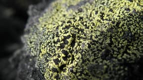 Lichen (Photo d'illustration)