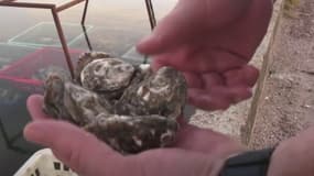 Des huîtres normandes, labélisées IGP en 2023.