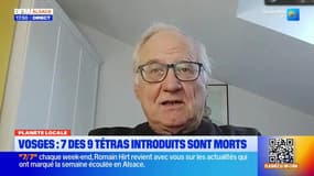 Planète locale du mercredi 12 mars - Vosges : 7 des 9 tétras introduits sont morts