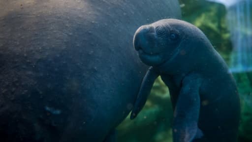 Un bébé lamentin, né il y a dix jours, nage aux côtés de sa mère dans le bassin du zoo de Beauval, le 15 mars 2017