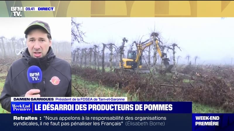 Opération d'arrachages de pommiers dans le Tarn-et-Garonne pour réclamer une hausse du prix de vente de 20 centimes par kilo
