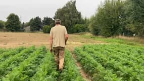 Les agriculteurs du Nord-Pas-de-Calais dépités face aux pillages de leurs champs