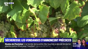 Pourquoi les vendanges n'ont jamais démarré aussi tôt