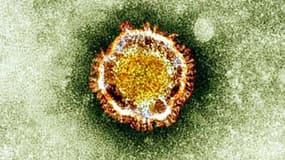 Le coronavirus vu au microscope 