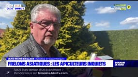 Frelons asiatiques: les apiculteurs inquiets dans le Pas-de-Calais