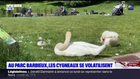 Roubaix: au parc Barbieux, les cygneaux se volatilisent 