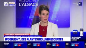 Bas-Rhin: des plantes bioluminescentes