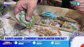 Sainte-Barbe : comment bien planter son blé ? 