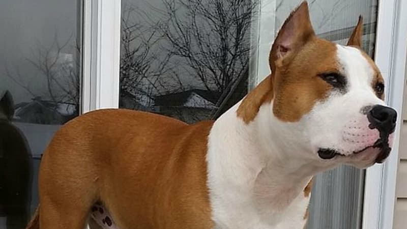 Un american staffordshire terrier a été tué à Grigny (photo d'illustration).